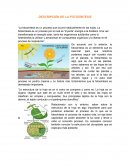 DESCRIPCIÓN DE LA FOTOSÍNTESIS