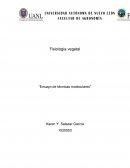 Fisiología vegetal “Ensayo de técnicas moleculares”