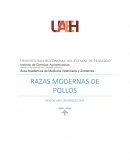 VARIEDADES UTILIZADAS PARA LA CRIA MODERNA