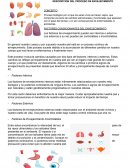 DESCRIPCION DEL PROCESO DE ENVEJECIMIENTO