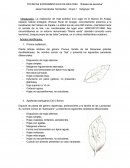 Árboles identificados