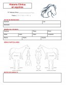 Historia Clínica en equinos