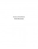 División macroscópica del sistema nervioso