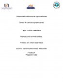 PALPACIÓN RECTAL EN BOVINOS