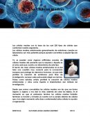 Celulas madres
