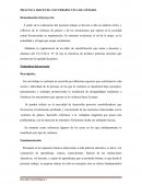 PRÁCTICA DOCENTE CON PERSPECTIVA DE GÉNERO