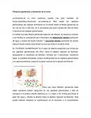 Filtración glomerular y formación de la orina
