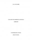 Organización de Israel como Estado