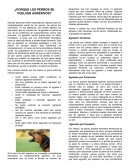 ¿Porqué los perros se vuelven agresivos?