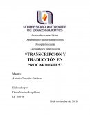 Transcripción y traducción en procariontes
