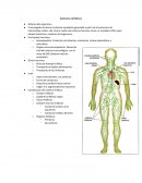 Sistema linfático . Órganos Linfáticos
