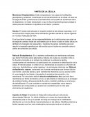 Partes de la celula