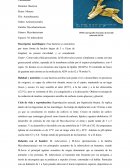 Ficha T. Bacilo de Kook
