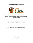 Sistemas de Producción Animal “La tierra y la producción animal”