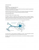 SISTEMA NERVIOSO. SISTEMA NERVIOSO CENTRAL