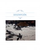 Descripción