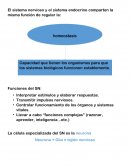 El sistema nervioso y el sistema endocrino