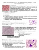 Alteraciones morfológicas de los elementos formes causadas por enfermedades