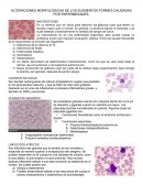 ALTERACIONES MORFOLÓGICAS DE LOS ELEMENTOS FORMES CAUSADAS POR ENFERMEDADES