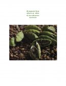 Proyecto Microeconomía Cardamomus