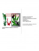 ¿Qué tan peligroso es legalizar la marihuana en México?