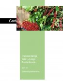 Cadena agroproductiva de cafe