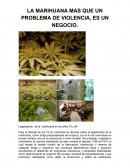 LA MARIHUANA MAS QUE UN PROBLEMA DE VIOLENCIA, ES UN NEGOCIO