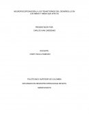 NEUROPSICOPEDAGOGÍA A LOS TRANSTORNOS DEL DESARROLLO EN LOS NIÑOS Y NIÑAS QUE AFECTA