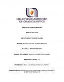 MORFOLOGÍA DEL SISTEMA NERVIOSO PRÁCTICA 3: NEUROHISTOLOGÍA