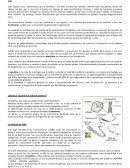 Adn, ubicación y estructura