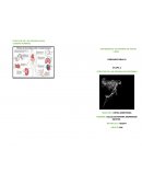 EFECTOS DE LAS DROGAS EN EL CUERPO HUMANO