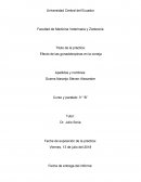 Título de la práctica: Efecto de las gonadotropinas en la coneja