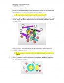 Actividad 3 - Bomba inyeccion rotativa