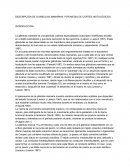 DESCRIPCIÓN DE GLÁNDULAS MAMARIAS POR MEDIO DE CORTES HISTOLÓGICOS