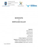 Informe de laboratorio microscopia y microbiologia