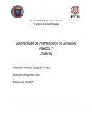 Biodiversidad de Invertebrados no Artrópoda