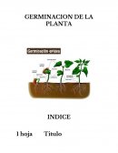 Germinacion de la planta