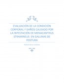 EVALUACIÓN DE LA CONDICIÓN CORPORAL Y DAÑOS CAUSADO POR LA INFESTACIÓN DE MENACANTHUS STRAMINEUS EN GALLINAS DE POSTURA