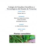 Plantas comestibles