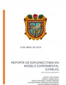 CONSENTIMIENTO INFORMADO PARA LAPAROTOMÍA EXPLORADORA