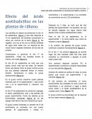 Efecto del ácido acetilsalicílico en las plantas de rábano