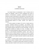 El cerebro masculino