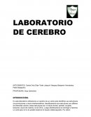 LABORATORIO DE CEREBRO