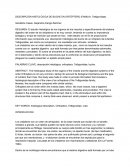 DESCRIPCIÓN HISTOLÓGICA DE BUCHE EN ORTÓPTERO (FAMILIA: Tettigoniidae)