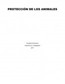 PROTECCIÓN DE LOS ANIMALES