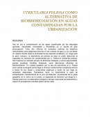 UTRICULARIA FOLIOSA COMO ALTERNATIVA DE BIORREMEDIACIÓN EN AGUAS CONTAMINADAS POR LA URBANIZACIÓN