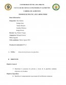 INFORME DE PRÁCTICA DE LABORATORIO Detección de piruvato en la glucólisis