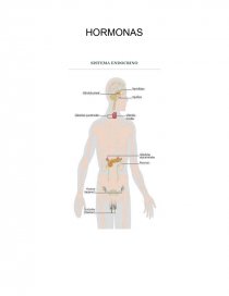 HORMONAS SISTEMA ENDOCRINO. Página 1