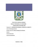 Práctica N° 2: ORGANIZACIÓN GENERAL EXTERNA DE UN INSECTO