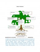 PROBLEMÁTICA Distrito de los Olivos presencia de basuras en nuestras calles